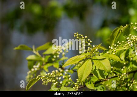 Ciliegio di uccelli, hackberry, hagberry o albero di Mayday (Prunus padus). Ciliegio in erba in un giorno di primavera di sole. Sfondo primaverile. Sfondo naturale. Sele Foto Stock