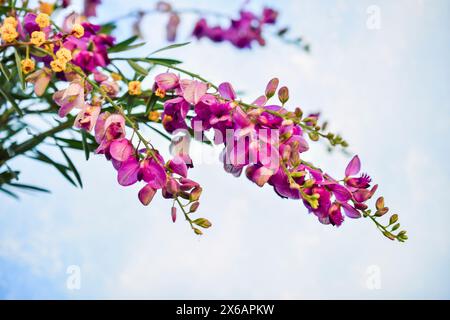 Piccolo fiore selvatico porporpora australiano nativo Foto Stock