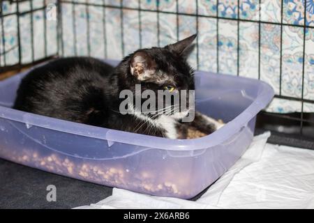 Un gatto Felidae bianco e nero di piccole dimensioni è comodamente sdraiato in una scatola di lettiera viola, che mostra i suoi baffi e muso. Il cucciolo perfetto Foto Stock
