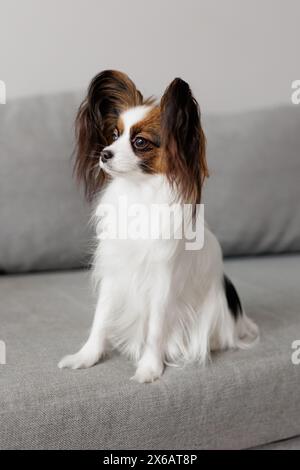 carino papillon che siede sul divano a casa Foto Stock