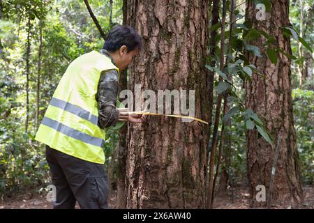 Il lavoratore forestale sta misurando il tronco di pino per l'analisi e la ricerca sulla crescita degli alberi nella foresta. Monitoraggio delle risorse naturali. Foto Stock