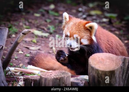Il panda rosso (Ailurus fulgens), Chengdu, Sichuan, Cina Foto Stock