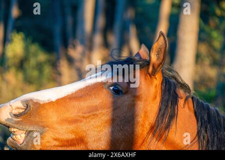 Uno splendido ritratto che cattura la bellezza dettagliata di un maestoso cavallo marrone sotto la calda luce del sole Foto Stock