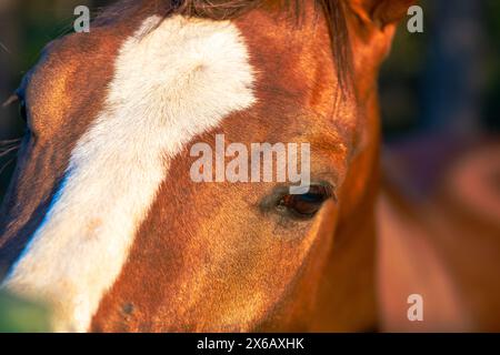 Uno splendido ritratto che cattura la bellezza dettagliata di un maestoso cavallo marrone sotto la calda luce del sole Foto Stock