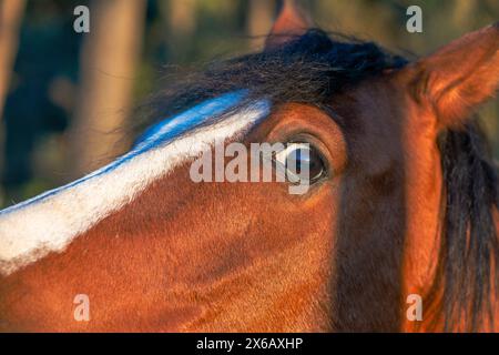 Una rappresentazione ipnotizzante che cattura gli intricati dettagli degli occhi di un cavallo marrone illuminati dalla luce solare radiosa Foto Stock