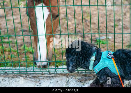 Un curioso cane Maltipoo guarda un cavallo bruno da dietro la recinzione, mostrando un momento emozionante di compagnia rurale. Foto Stock