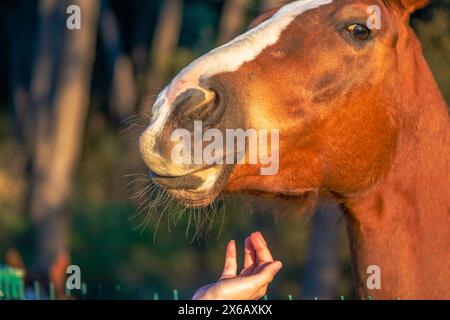 La mano di una donna interagisce amorevolmente con un cavallo marrone, mostrando il legame e l'affetto tra uomo ed equino. Foto Stock