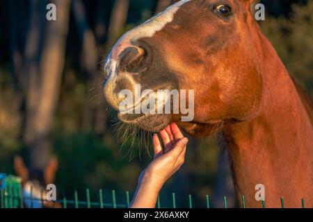 La mano di una donna interagisce amorevolmente con un cavallo marrone, mostrando il legame e l'affetto tra uomo ed equino. Foto Stock