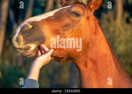 La mano di una donna interagisce amorevolmente con un cavallo marrone, mostrando il legame e l'affetto tra uomo ed equino. Foto Stock