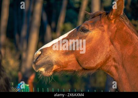 Uno splendido ritratto che cattura la bellezza dettagliata di un maestoso cavallo marrone sotto la calda luce del sole Foto Stock