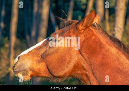 Uno splendido ritratto che cattura la bellezza dettagliata di un maestoso cavallo marrone sotto la calda luce del sole Foto Stock