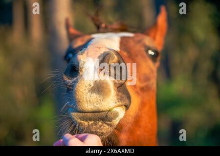 La mano di una donna interagisce amorevolmente con un cavallo marrone, mostrando il legame e l'affetto tra uomo ed equino. Foto Stock