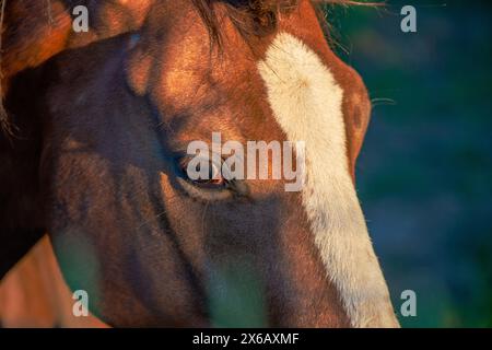 Uno splendido ritratto che cattura la bellezza dettagliata di un maestoso cavallo marrone sotto la calda luce del sole Foto Stock