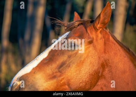 Uno splendido ritratto che cattura la bellezza dettagliata di un maestoso cavallo marrone sotto la calda luce del sole Foto Stock