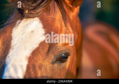 Uno splendido ritratto che cattura la bellezza dettagliata di un maestoso cavallo marrone sotto la calda luce del sole Foto Stock