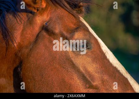 Uno splendido ritratto che cattura la bellezza dettagliata di un maestoso cavallo marrone sotto la calda luce del sole Foto Stock