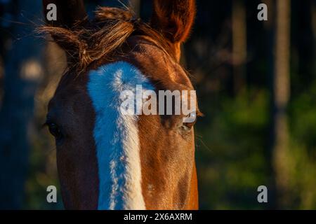 Gli occhi del cavallo animati guardano direttamente la telecamera, rivelando la profonda connessione tra cavallo e umano. Foto Stock