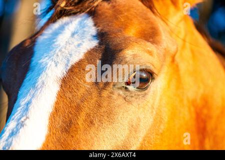 Gli occhi del cavallo animati guardano direttamente la telecamera, rivelando la profonda connessione tra cavallo e umano. Foto Stock