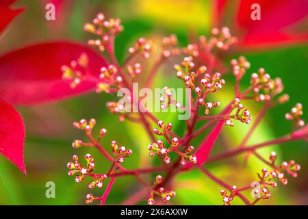 Una foto macro mozzafiato che mostra la vibrante bellezza di un mazzo di fiori rossi in piena fioritura. Foto Stock