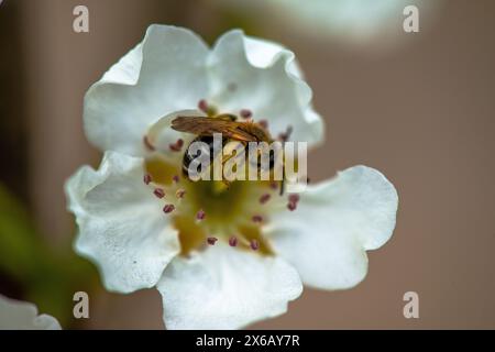 Una foto macro dettagliata che cattura l'intricata bellezza di un'ape su un fiore bianco, impollinazione in azione. Foto Stock