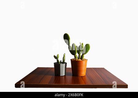 Piccolo cactus in vaso su compensato. e sfondo blu Foto Stock