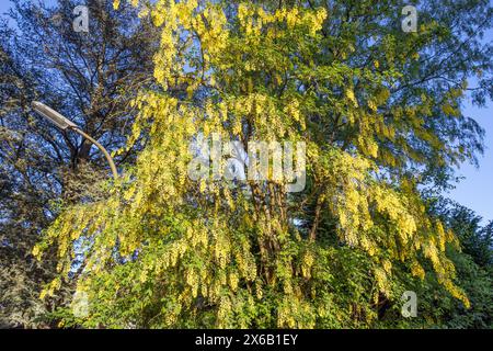 Laburnum velenoso in una strada residenziale ad Amburgo Foto Stock