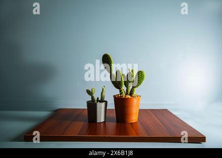 Piccolo cactus in vaso su compensato. e sfondo blu Foto Stock