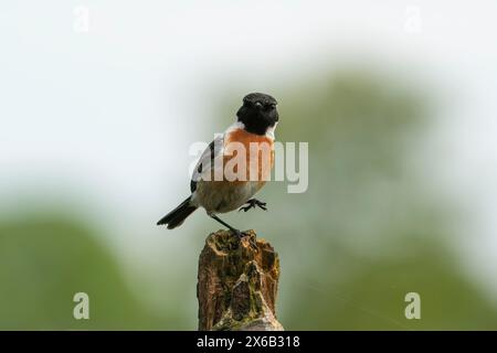 Maschio europeo di stonechat, che sembra divertente, Saxicola rubicola Foto Stock