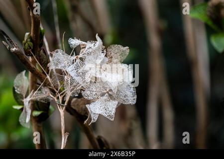 I fiori secchi scheletrici di un fiore di Hydrangea morto in un giardino nel Regno Unito. Foto Stock