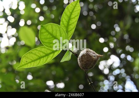 Su un piccolo ramoscello vegetale con una visuale ad angolo basso è possibile vedere un ovulo di insetti Mantis intatto o una capsula di uovo Foto Stock
