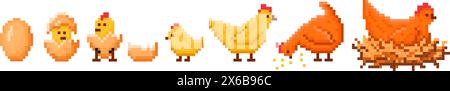 Schiusa di pollo pixel art. Sequenza del ciclo di vita di gallina, dall'uovo al pulcino e al pollo adulto, set di illustrazioni vettoriali in stile gioco a 8 bit Illustrazione Vettoriale