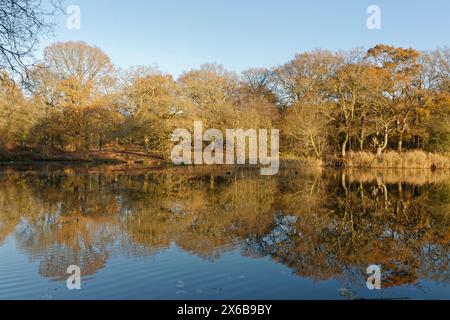 Alberi autunnali di quercia inglese (Quercus robur) riflessi negli stagni Cannop all'inizio dell'inverno, Forest of Dean, Gloucestershire, UK, dicembre. Foto Stock