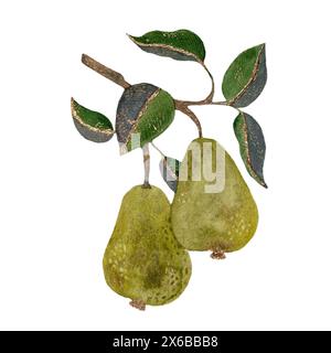 Due pere gialle-verdi su un ramo con fogliame, oggetto isolato ad acquerello su sfondo bianco. Foto Stock