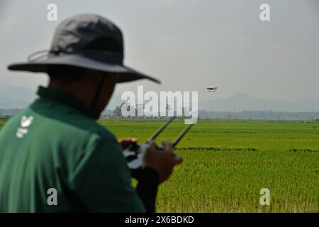 13 maggio 2024, Purworejo, Giava centrale, Indonesia: Un operatore di droni vola e spruzza fertilizzante liquido e liquido per piante di pesticidi per piante di riso da spruzzare su una risaia di 35 ettari nel villaggio di Sruwoh, sottodistretto di Ngombol, Purworejo, Giava centrale il 13 maggio 2024, alcuni agricoltori locali hanno iniziato a utilizzare i droni per fertilizzare le colture e spruzzare liquidi repellenti per i parassiti sulle piante di riso, il che è considerato più efficace ed efficiente perché richiede in media solo 15-20 minuti su un terreno di 2 ettari, contribuendo ad aumentare la resa delle colture, la manodopera e efficienza nel tempo, il drone agricolo Foto Stock