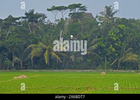 13 maggio 2024, Purworejo, Giava centrale, Indonesia: Un operatore di droni vola e spruzza fertilizzante liquido e liquido per piante di pesticidi per piante di riso da spruzzare su una risaia di 35 ettari nel villaggio di Sruwoh, sottodistretto di Ngombol, Purworejo, Giava centrale il 13 maggio 2024, alcuni agricoltori locali hanno iniziato a utilizzare i droni per fertilizzare le colture e spruzzare liquidi repellenti per i parassiti sulle piante di riso, il che è considerato più efficace ed efficiente perché richiede in media solo 15-20 minuti su un terreno di 2 ettari, contribuendo ad aumentare la resa delle colture, la manodopera e efficienza nel tempo, il drone agricolo Foto Stock