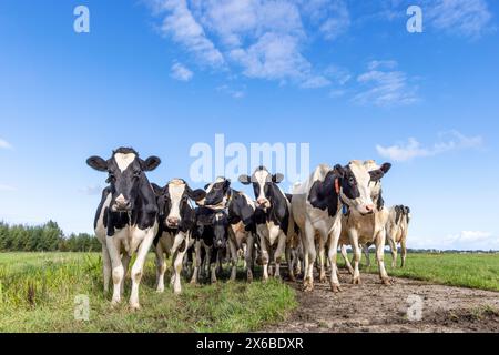 Brandisci le mucche in prima fila, un branco bianco e nero, raggruppati in un campo, felici e gioiosi in un campo verde e in un cielo blu Foto Stock