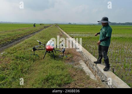 13 maggio 2024, Purworejo, Giava centrale, Indonesia: Gli operatori di droni iniziano a preparare fertilizzanti liquidi e liquidi per le piante di riso da spruzzare su 35 ettari di risaie nel villaggio di Sruwoh, sottodistretto di Ngombol, Purworejo, Giava centrale il 13 maggio 2024, alcuni agricoltori locali hanno iniziato a utilizzare i droni per fertilizzare le colture e spruzzare il liquido di controllo dei parassiti sulle piante di riso, che è considerato più efficace ed efficiente perché richiede in media solo 15-20 minuti su 2 ettari di terreno contribuendo ad aumentare la resa delle colture e la manodopera ed efficienza nel tempo, il serbatoio dei droni agricoli Foto Stock