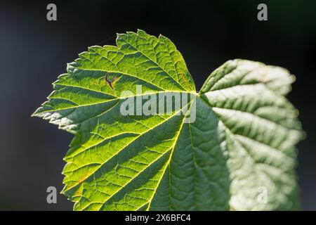 Primo piano di una foglia di ribes nero (ribes nigrum) al sole - messa a fuoco selettiva sul lato sinistro Foto Stock