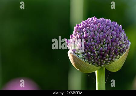 Primo piano di un impianto allium con molte gemme e molte gocce di rugiada al sole del mattino - impilare, impilare Foto Stock