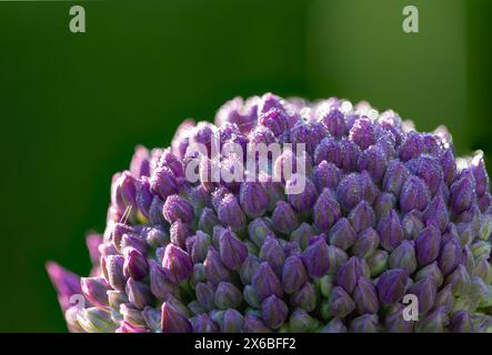 Primo piano di un impianto allium con molte gemme e molte gocce di rugiada al sole del mattino - impilare, impilare Foto Stock