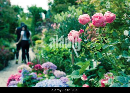 Rose in giardino contro coppie defocalizzate che camminano Foto Stock
