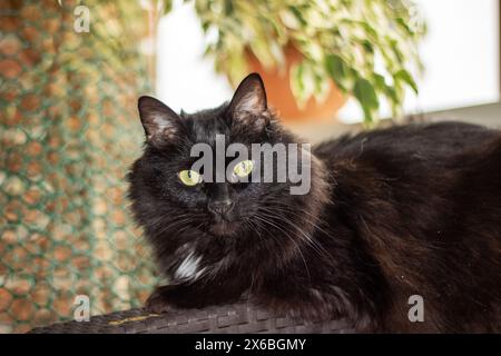 Un primo piano di un gatto domestico dalla panna corta, un piccolo e medio mammifero carnivoro della famiglia Felidae. Ha pelliccia bianca e nera, occhi gialli con Foto Stock