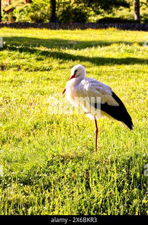 Una cicogna in piedi su un prato la sera, una bella foto Foto Stock