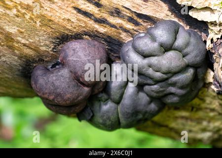 Daldinia concentrica o re alfreds torte funghi che crescono su un tronco di alberi in decadenza ricoperto di muschio nel bosco inglese. Foto Stock