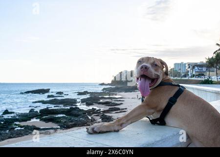 Bellissimo pitbull marrone con colletto rivolto verso i lati. Animale domestico e calmo Foto Stock