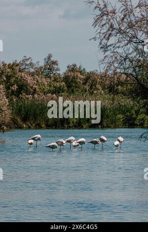 Fenicotteri riposati nel lago, Parc Ornithologique, sfondo lussureggiante Foto Stock