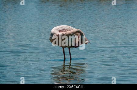 Il fenicottero preserva le piume mentre si trova in acqua blu. Foto Stock