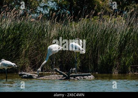 Due fenicotteri che si preparano su una piccola isola, sullo sfondo di reedy Foto Stock