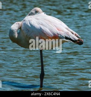 Fenicottero in piedi su una gamba sola, piume da toeletta, sereno sfondo d'acqua. Foto Stock