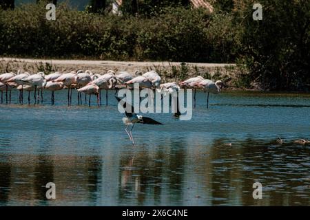 Palafitte alate nere che si nutrono in acqua al Parc Ornithologique de Pont de Gau Foto Stock